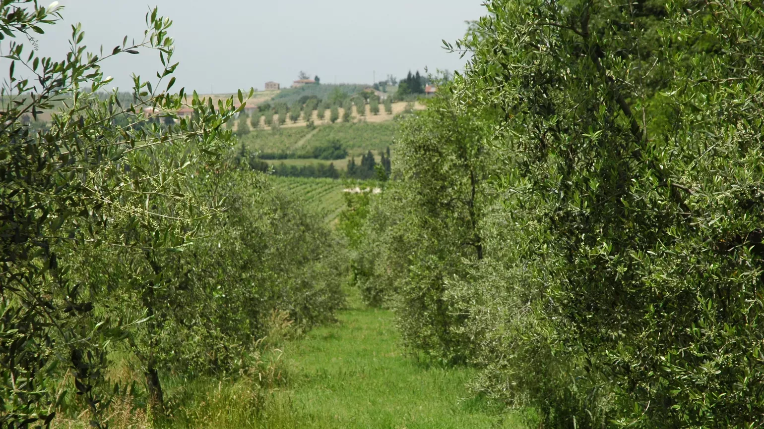Rows of olive trees in Italy