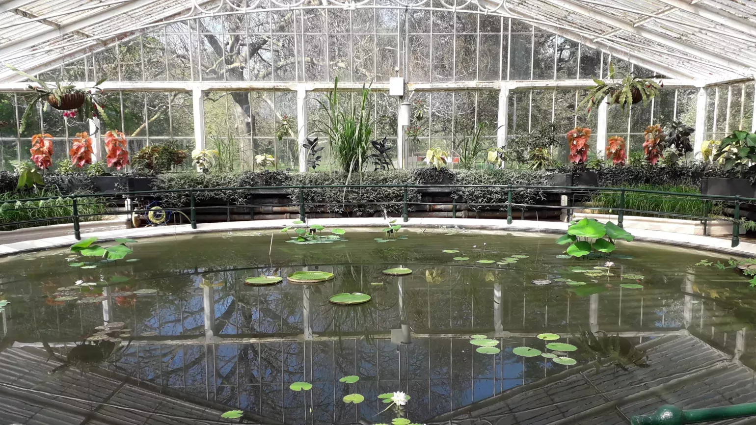 Growing giant waterlilies in the Waterlily House