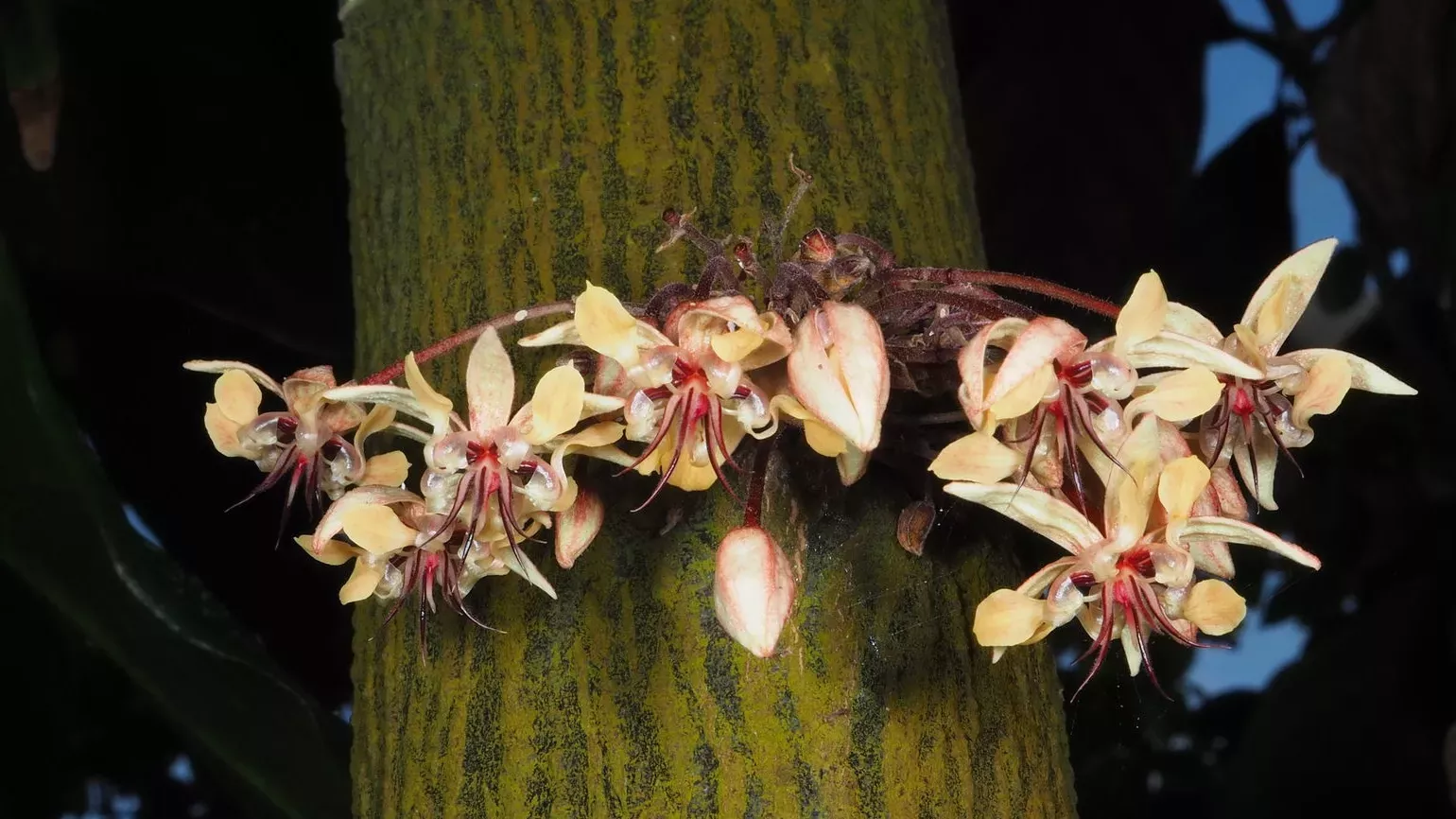 Yellowish-pink flowers growing from cacao tree trunk