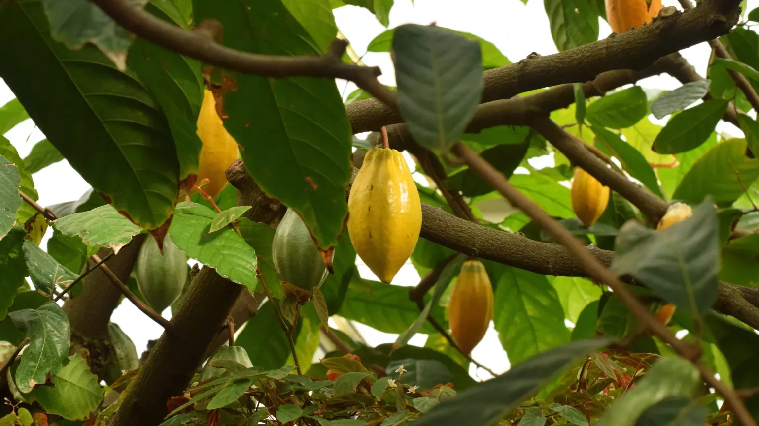 Yellow and green cacao pods