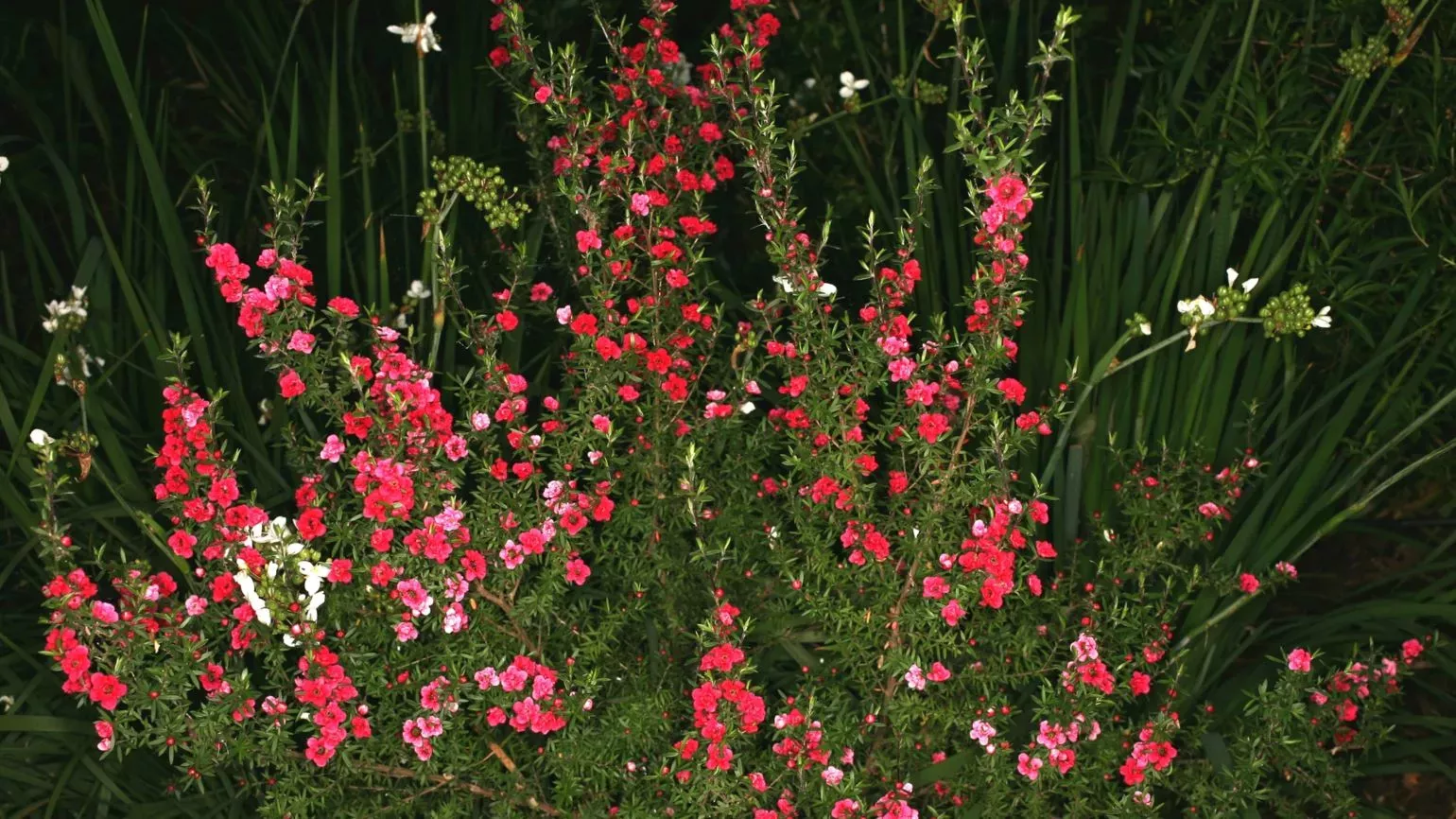 Evergreen shrub, pink flowers, and rigid leaves with a sharp tip of the manuka plant