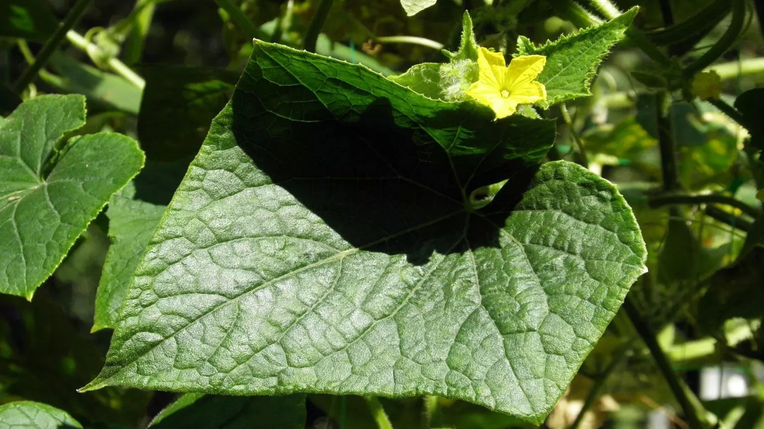 Large leaf and bright yellow flower of cucumber plant