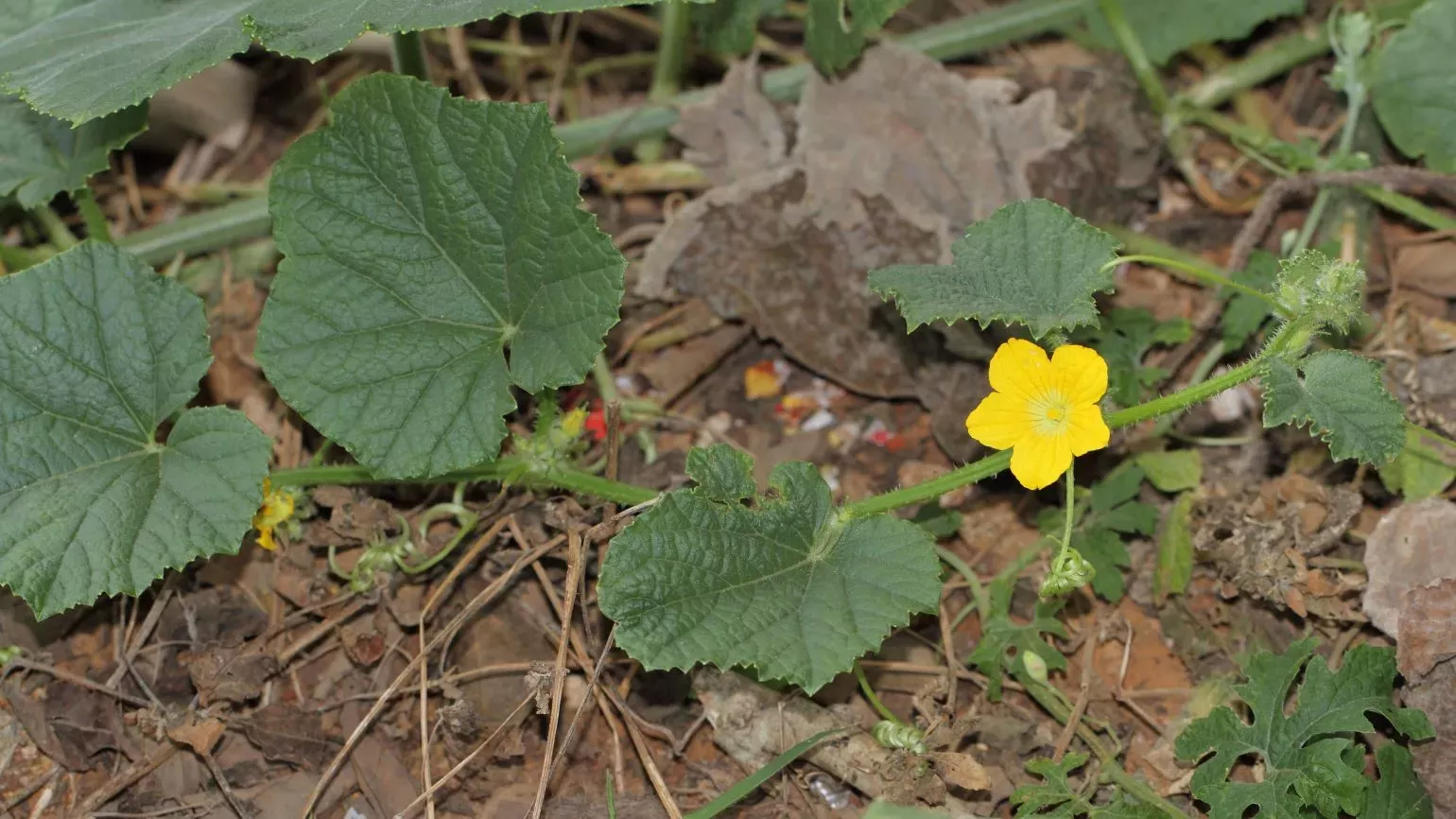 Large leaves and bright yellow flowers of cucumber plant