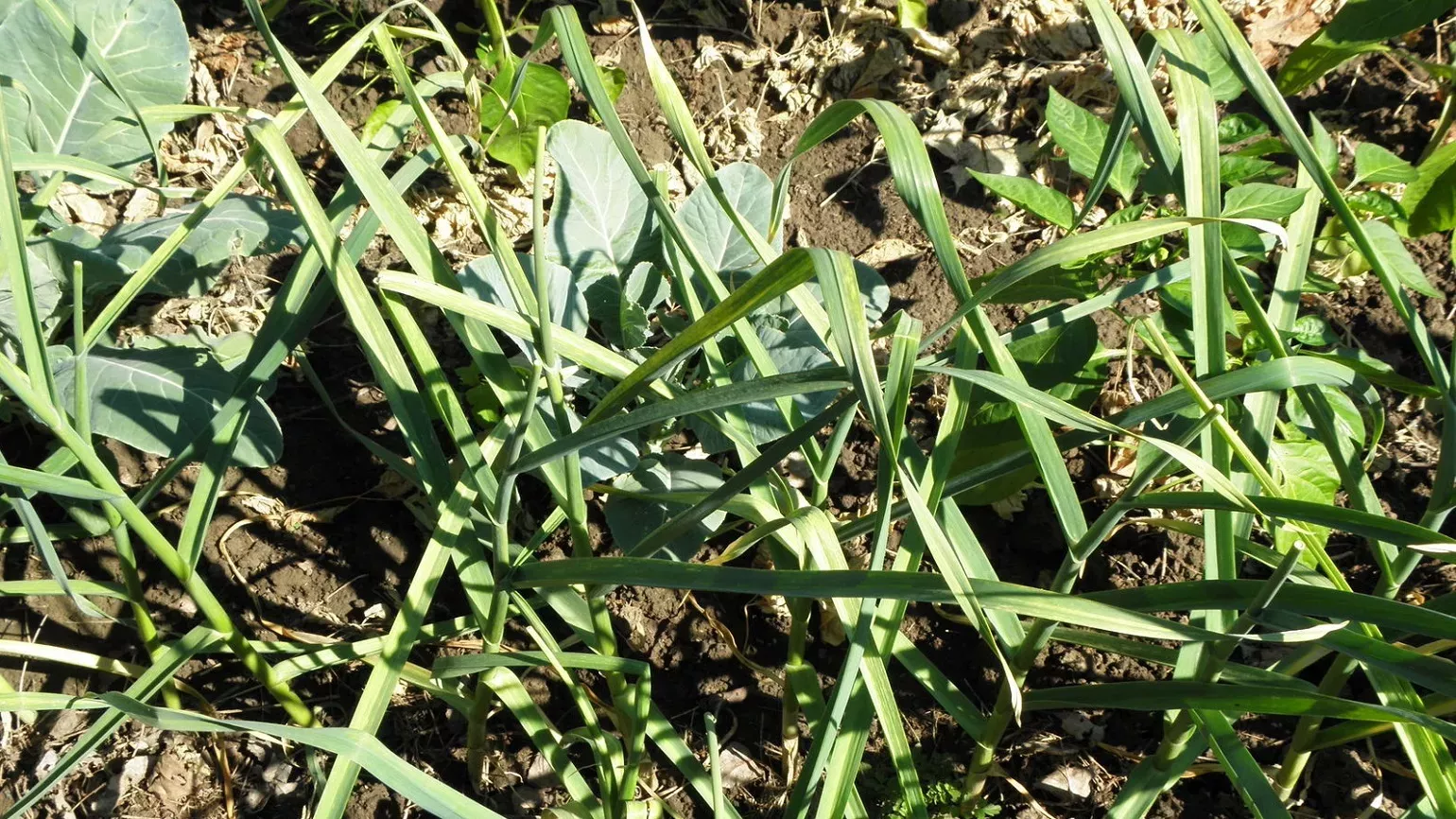 Long, sword-shaped leaves of garlic plant