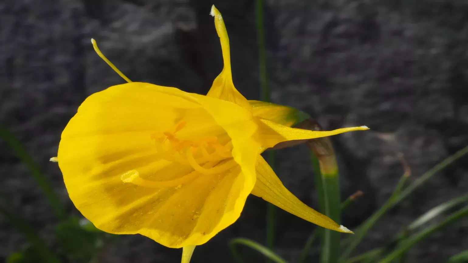 A yellow daffodil with an incredibly wide trumpet and small thin petals