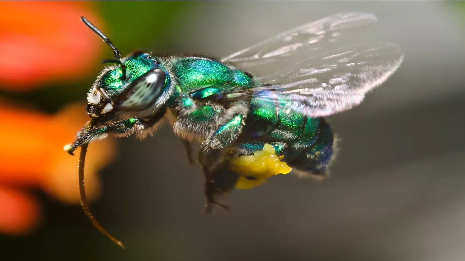 A iridescent green bee in flight