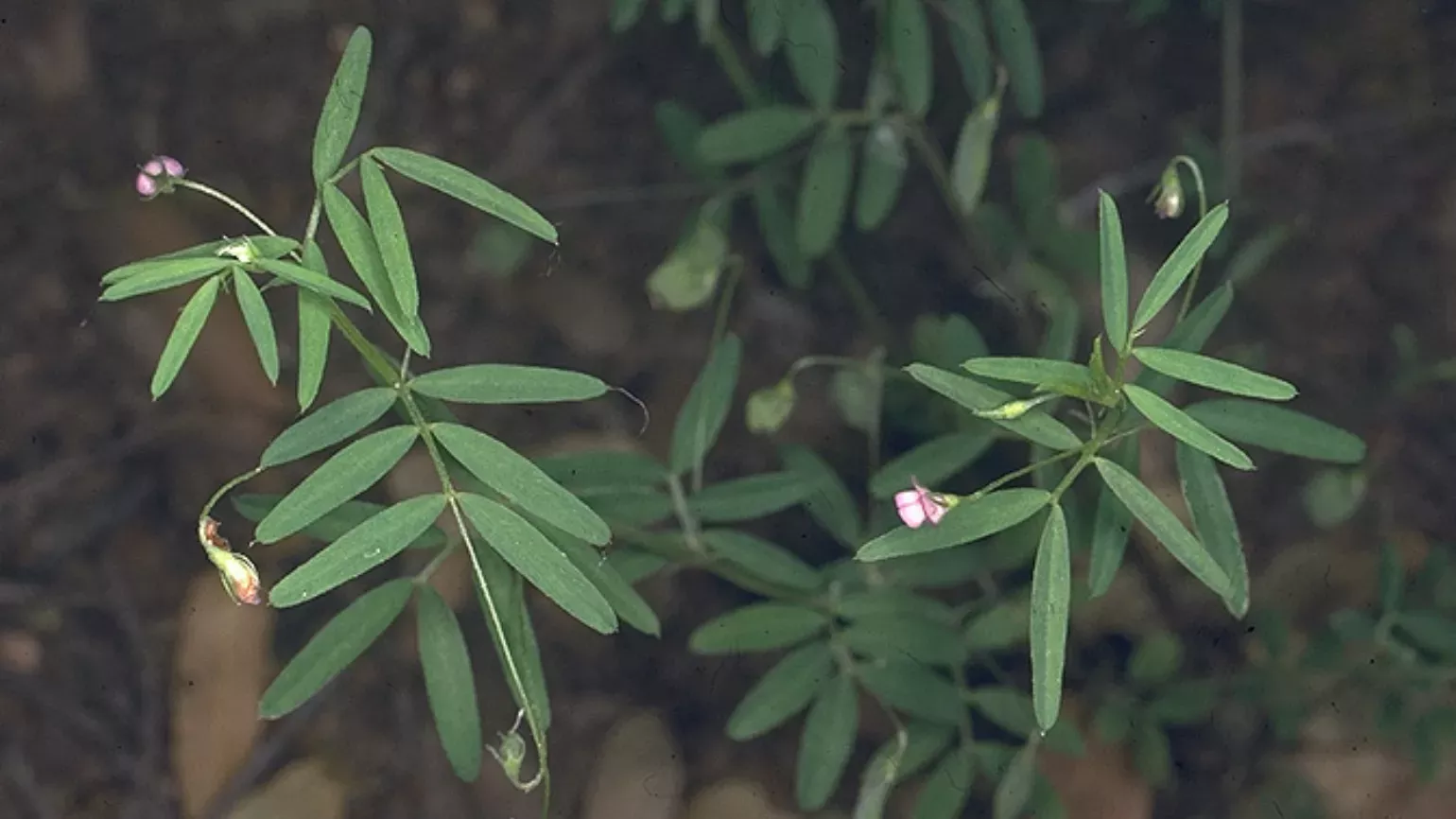 A green lentil plant with long thin leaves