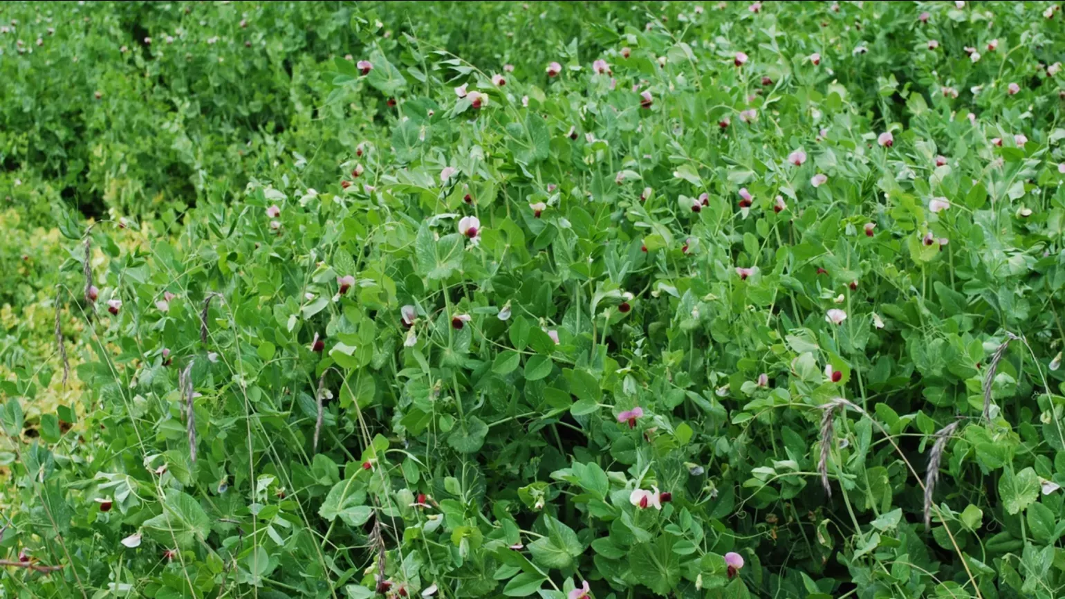 A large group of pea plants with small white purple flowers