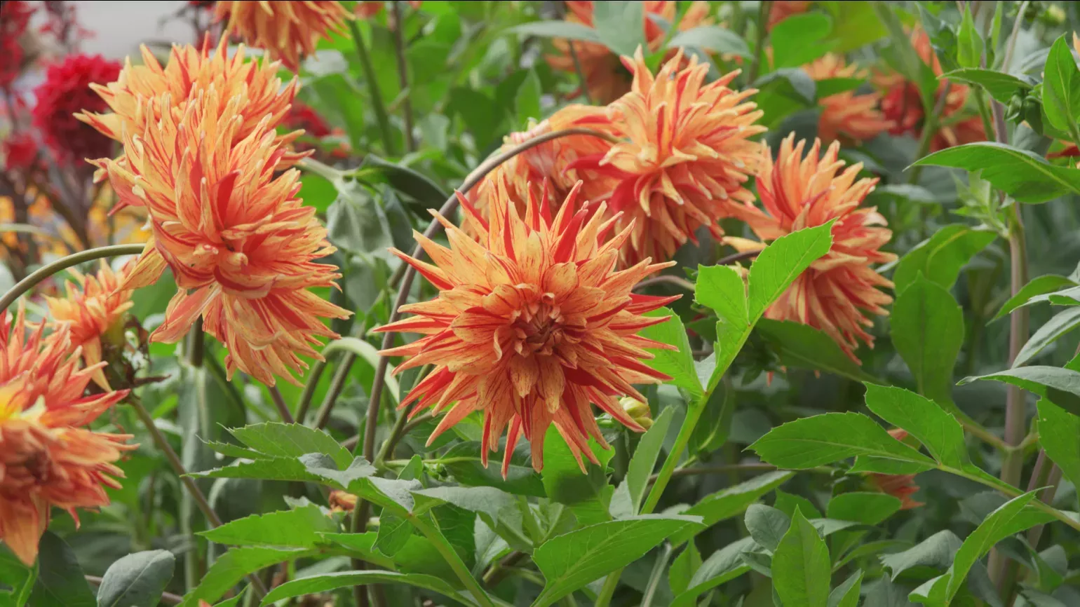 A cluster of thin petaled red and orange flowers