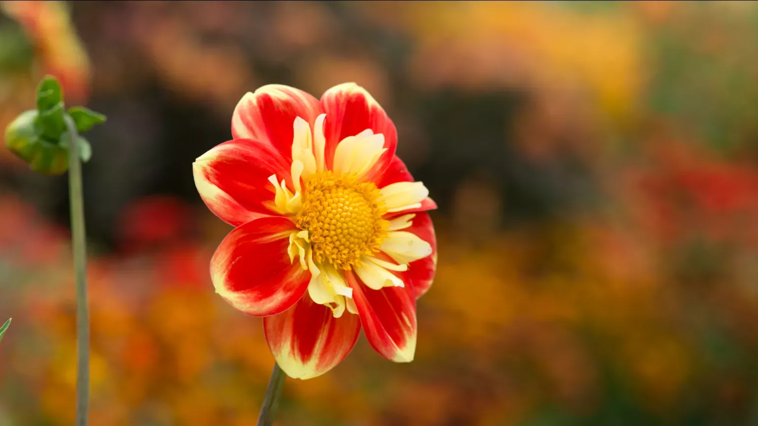 A bright red and yellow flower