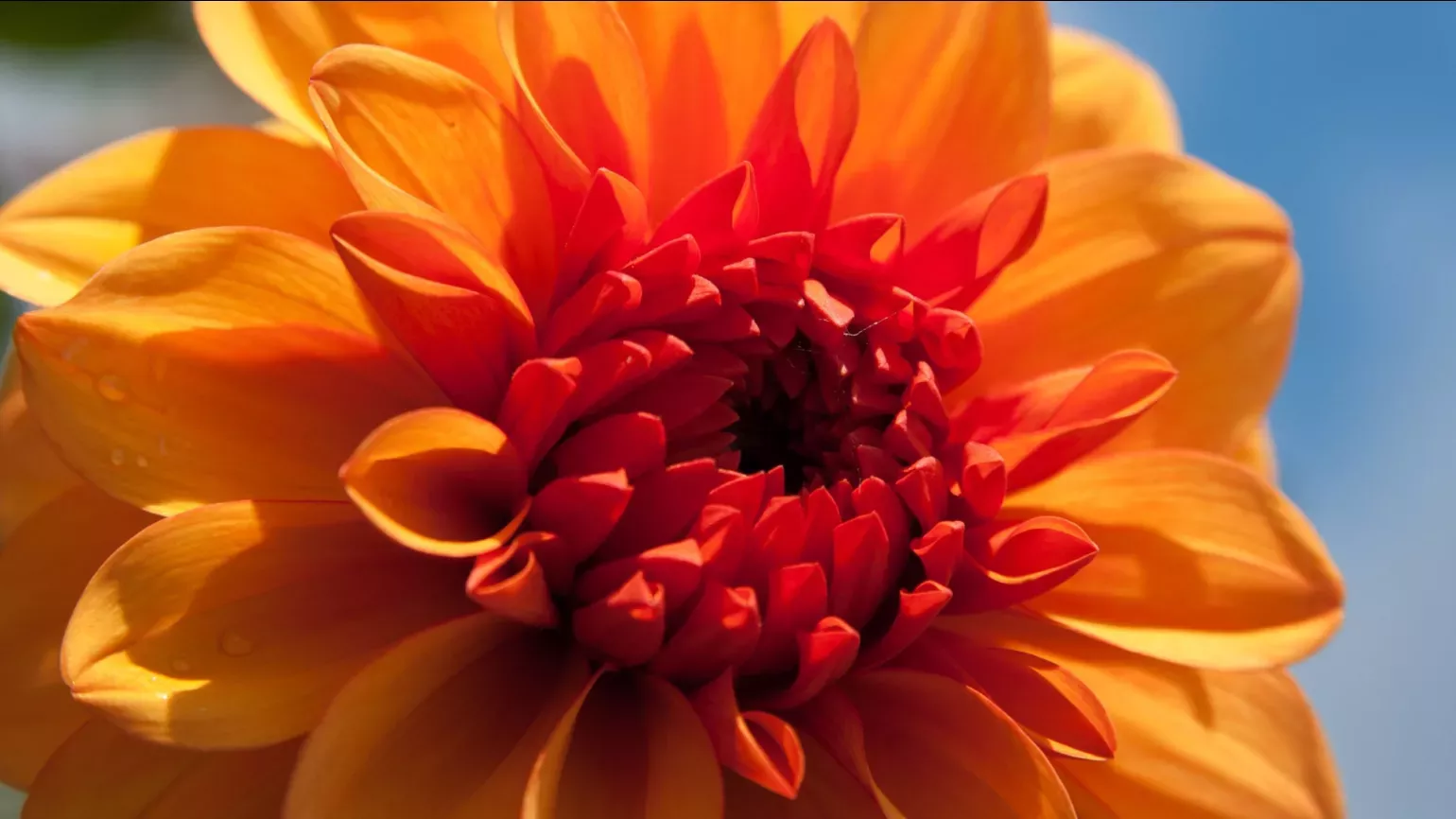 A close up on an orange dahlia flower