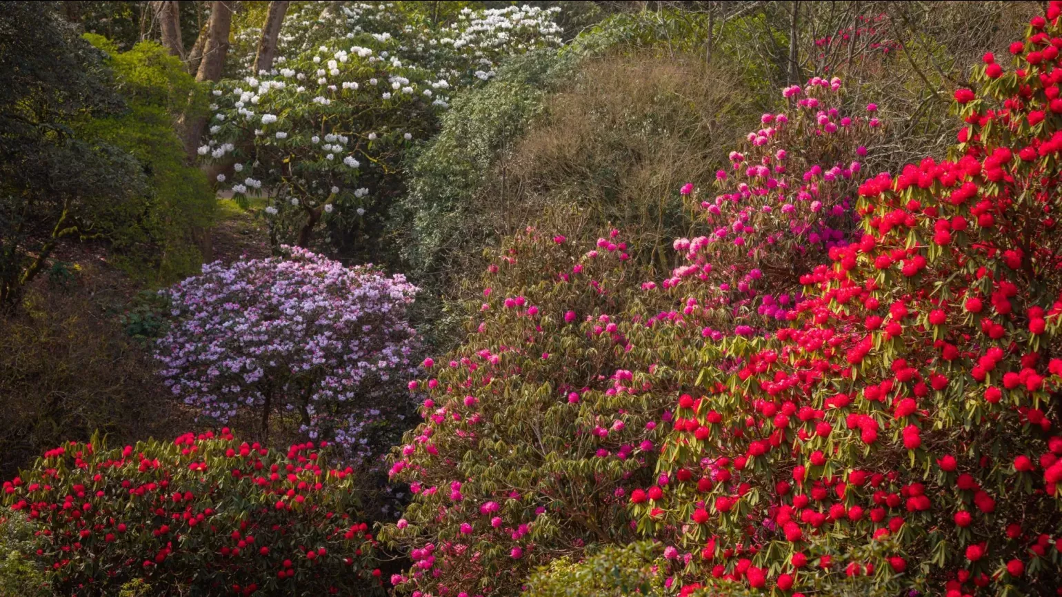 An image of red purple and white rhododendrons bushes