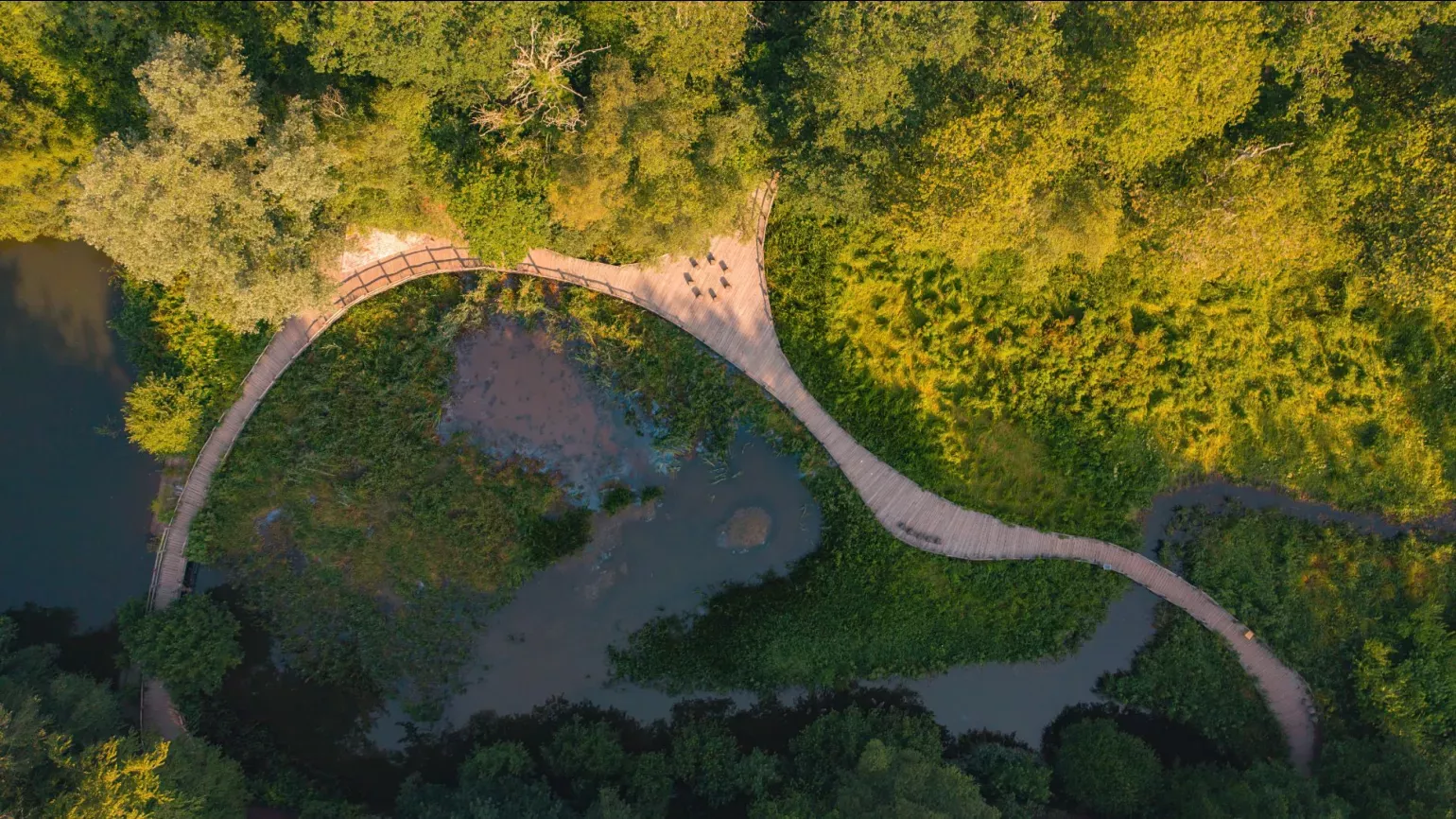 A birds eye view of a wetlands landscape with a wooden walkway