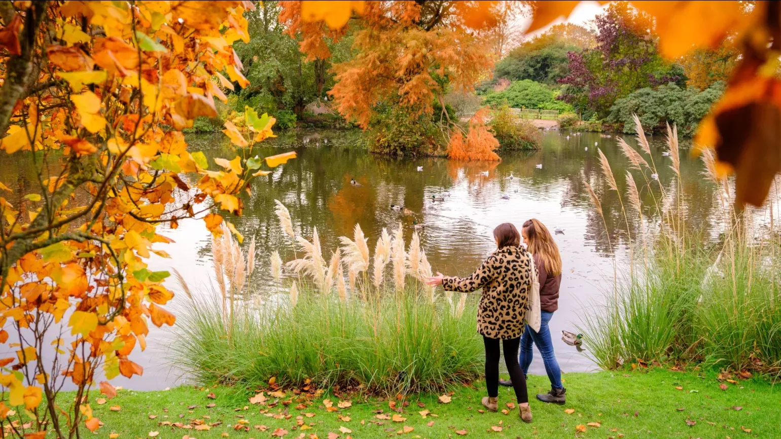 Two people stand under a golden autumnal tree next to a pond