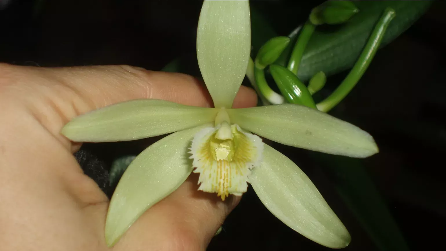 Greenish to yellow flower of the vanilla orchid