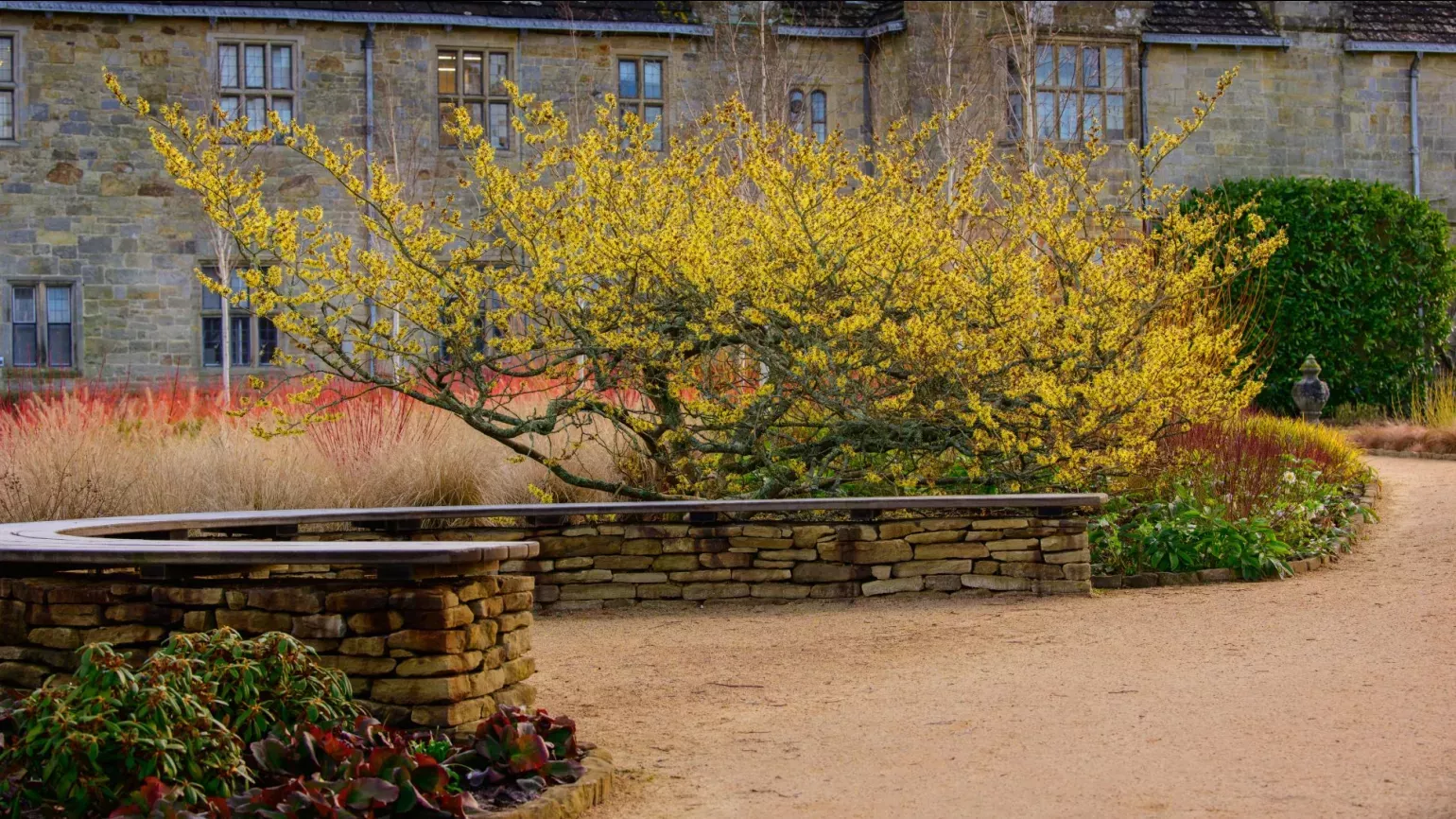 A curved bench in front of a yellow blossomed tree in front of a large stately manor