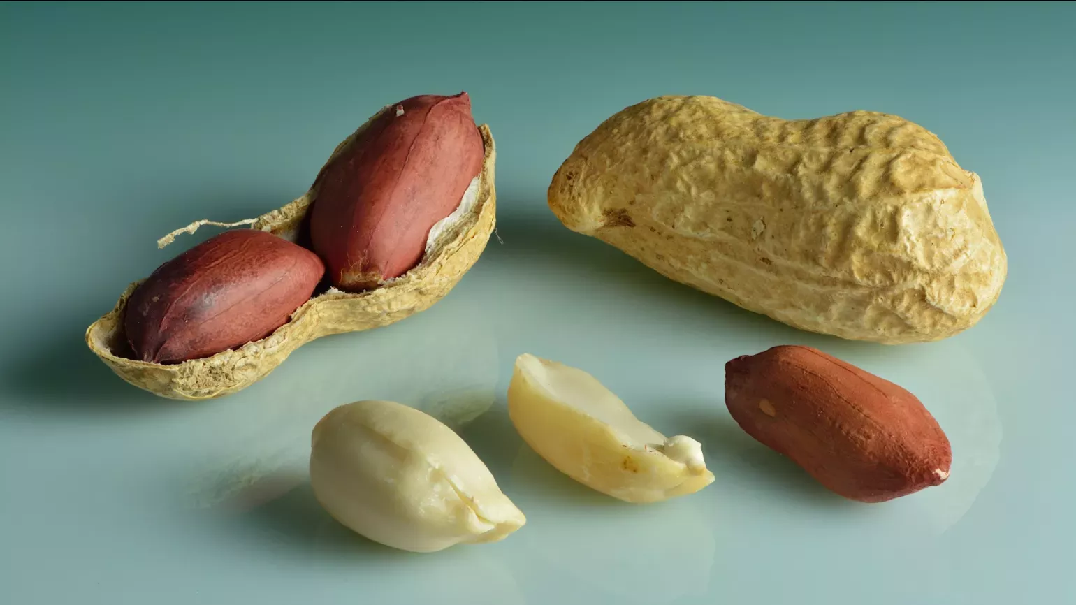 A peanut shell opened to reveal the smaller seed inside