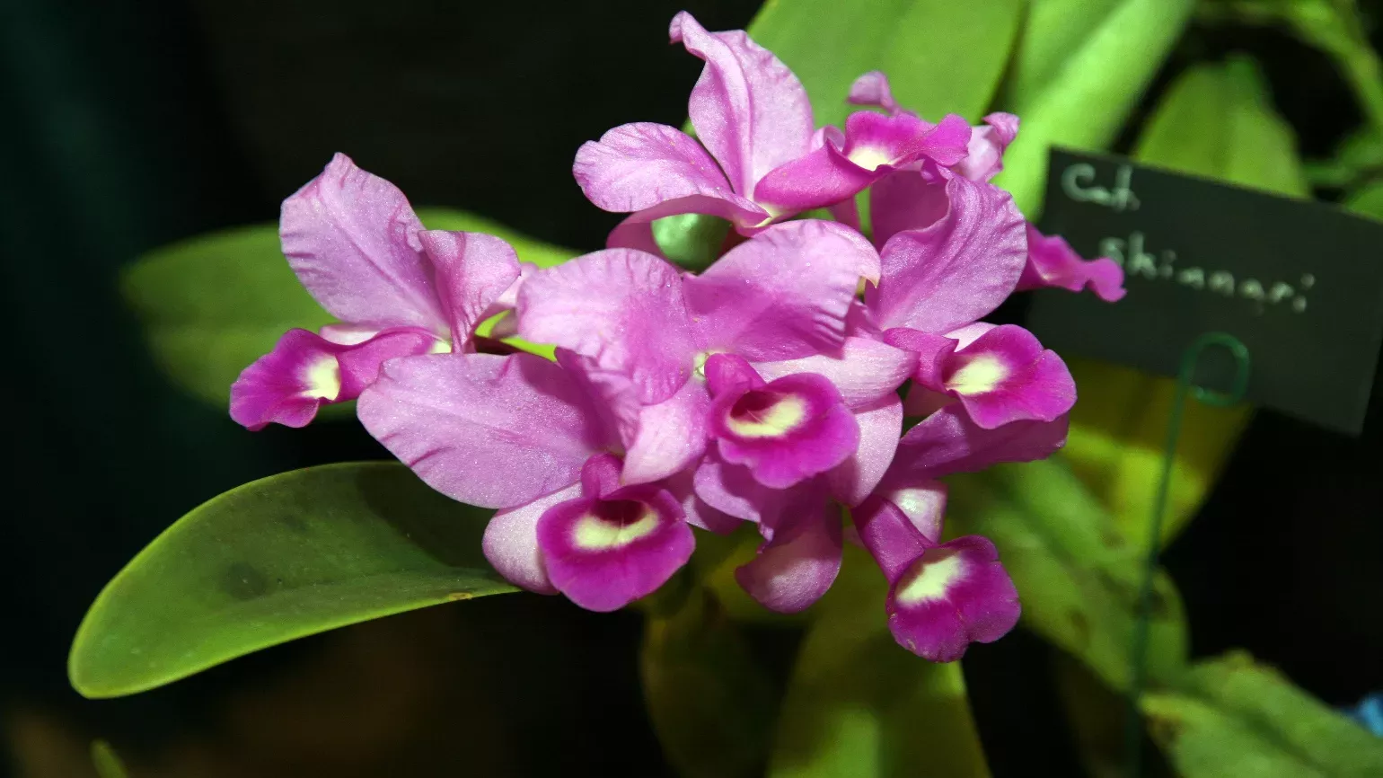 A cluster of pink orchid flowers in front of green leaves