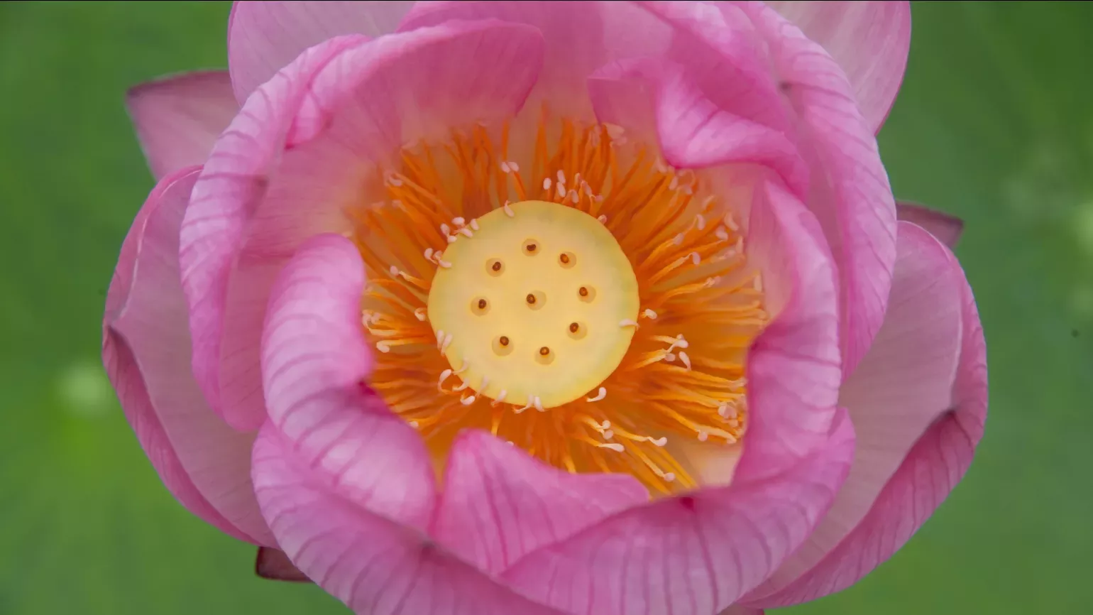 A pink sacred lotus flower with a bright yellow centre containing young seeds