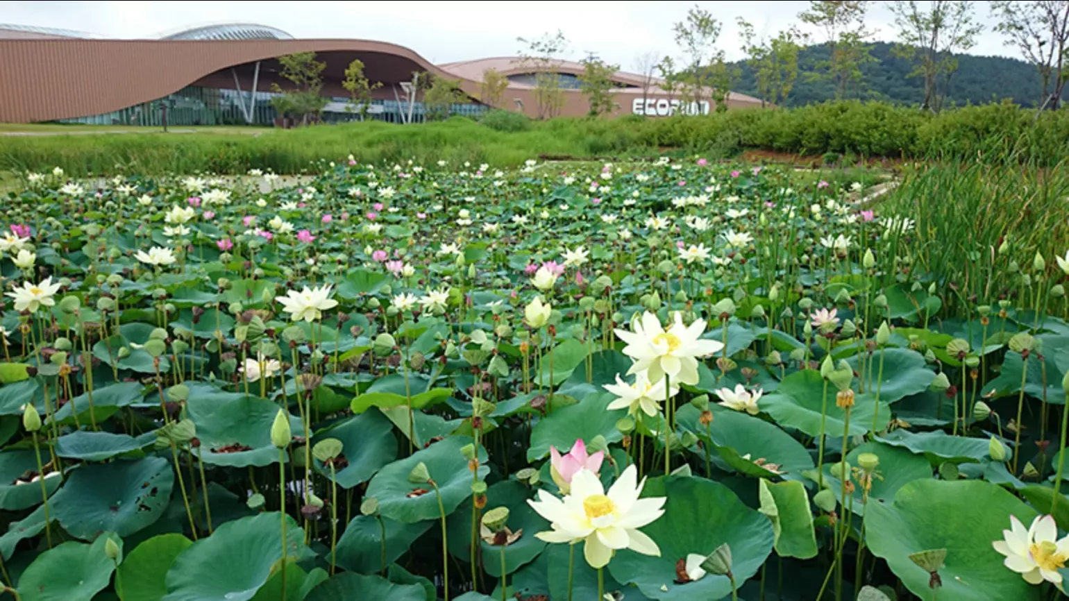 A body of water with a large number of lotus flowers and leaves growing