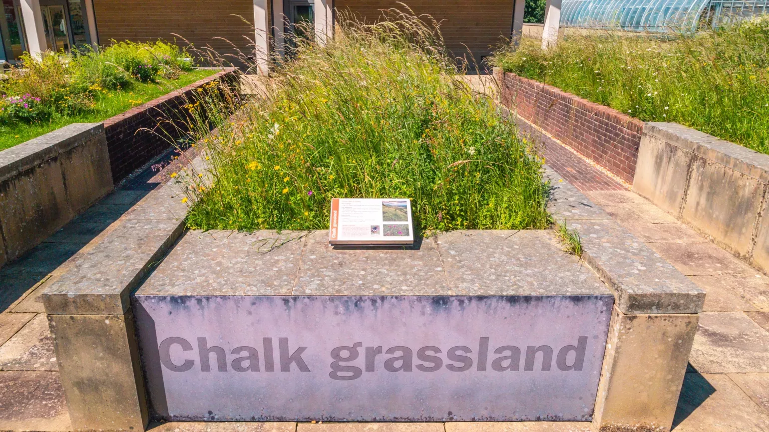 A planting of chalk grassland plants