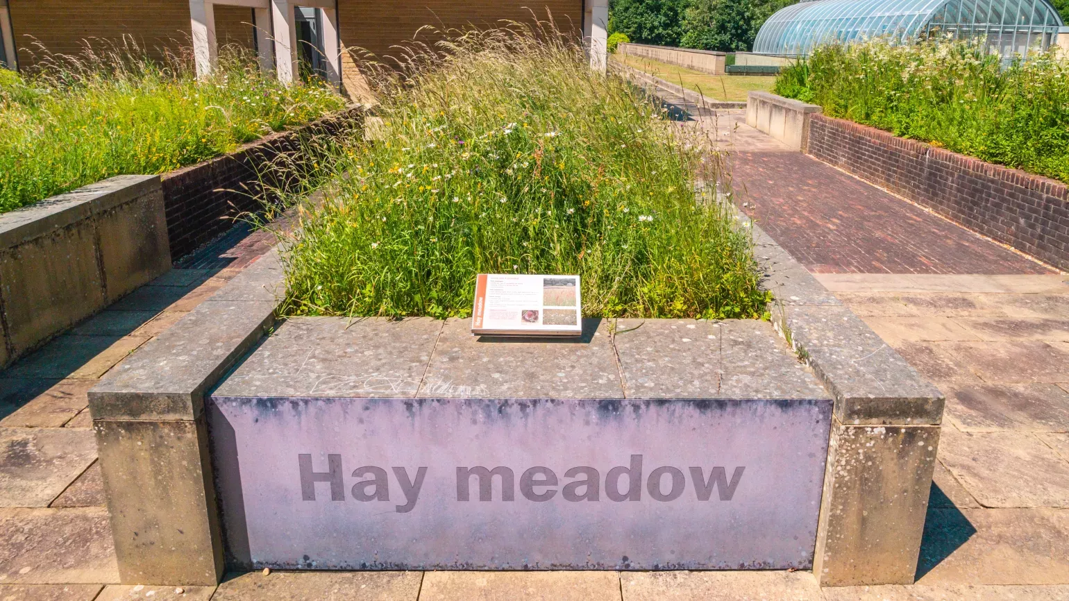 A planting of hay meadow plants