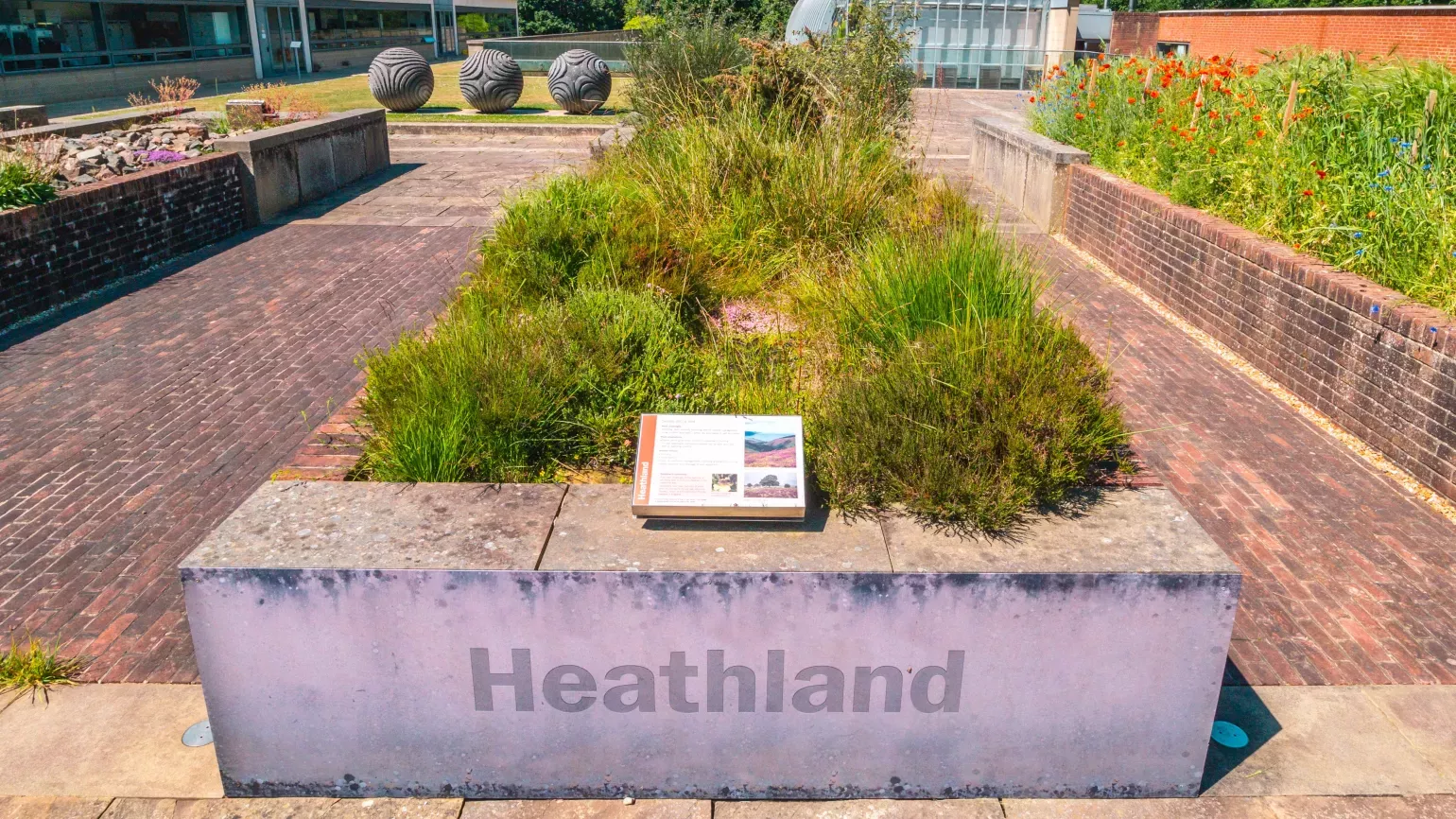 A planting of heathland plants