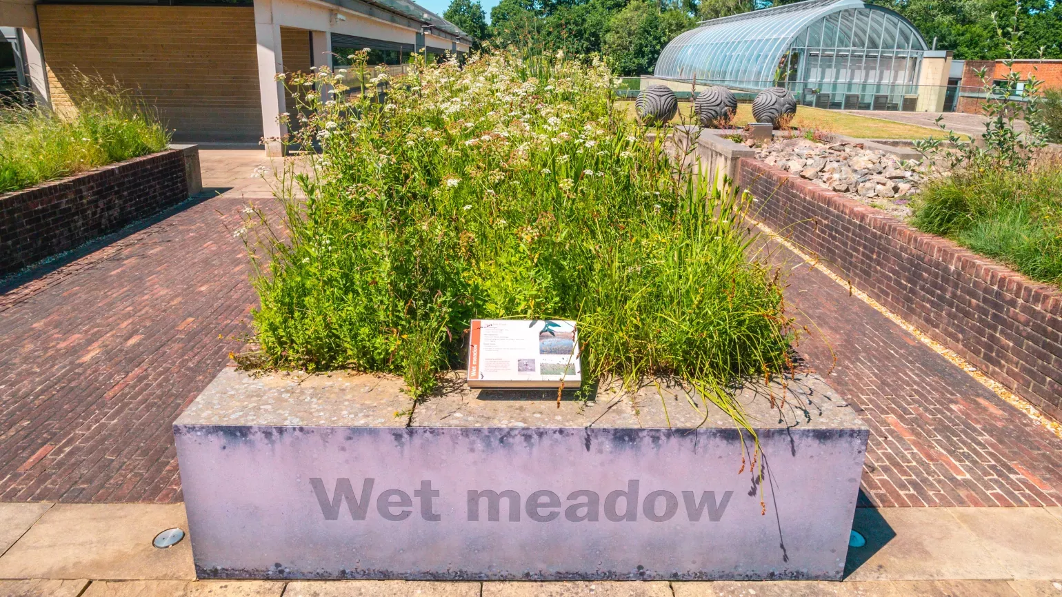 A planting of wet meadow plants