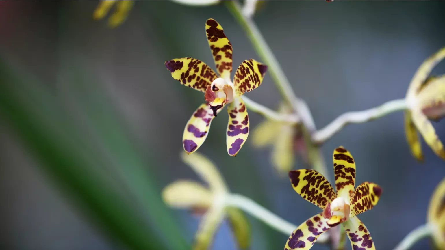 Yellow and brown spotted leopard orchid flowers