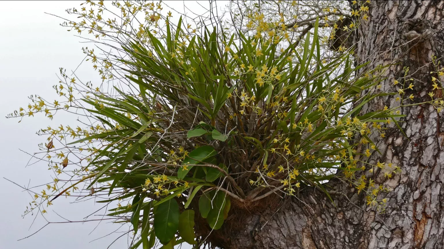 A large leopard orchid with green leaves and yellow flowers growing in a tree