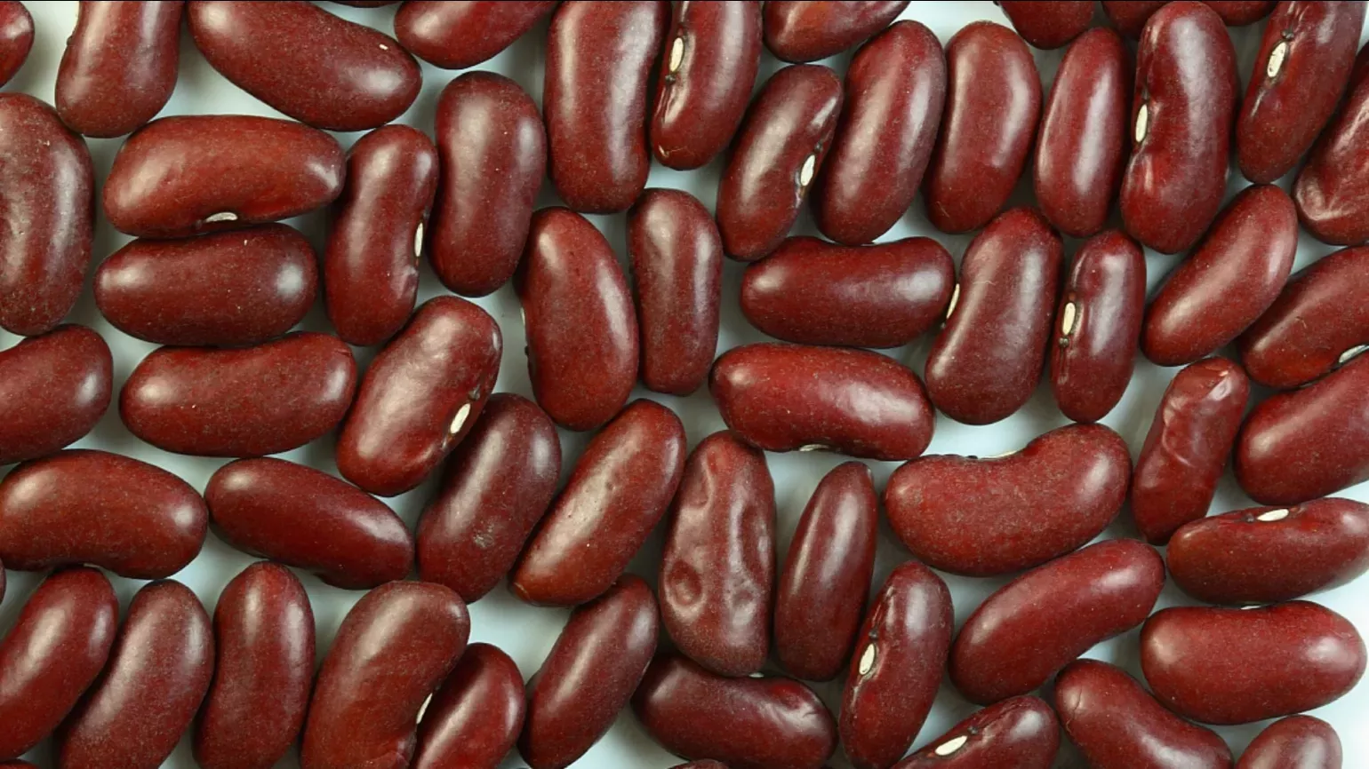 Many dark read kidney shaped kidney beans