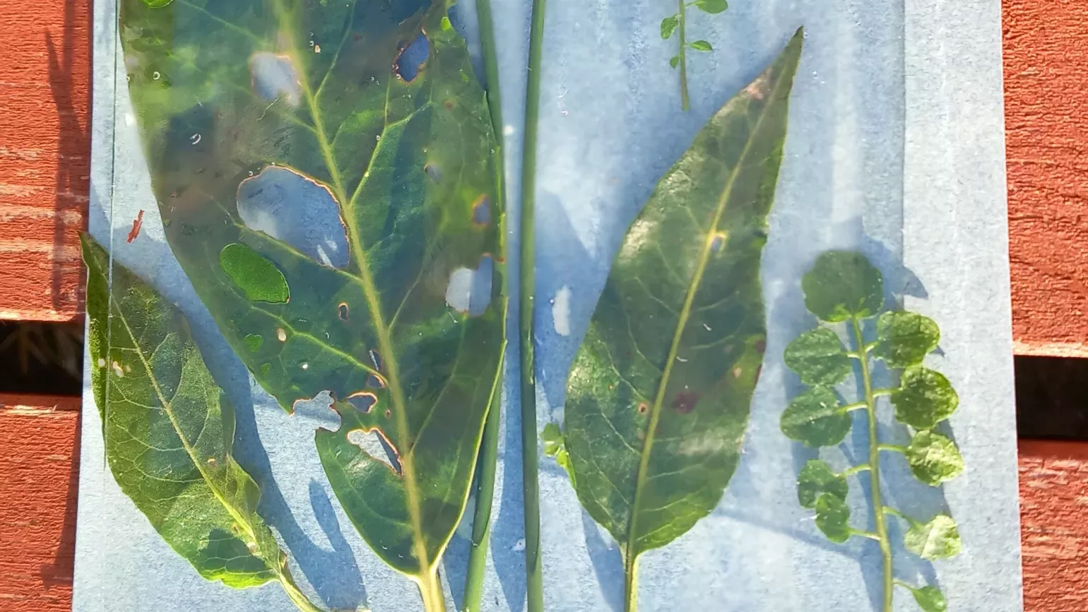 Leaves on chemically-treated paper, covered with a pain of glass, and placed in the sun