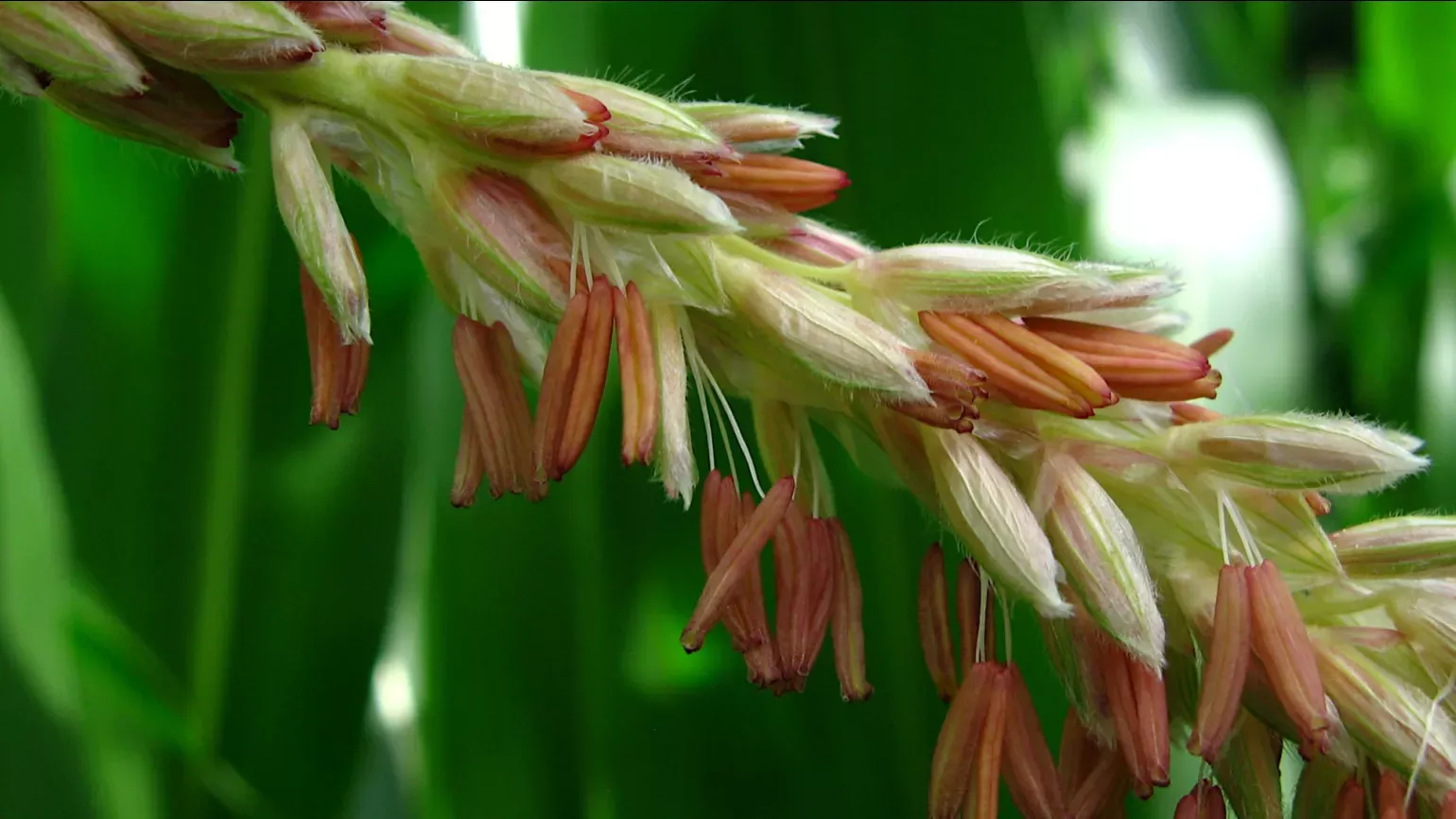 A close up on the grass like flowers of maize