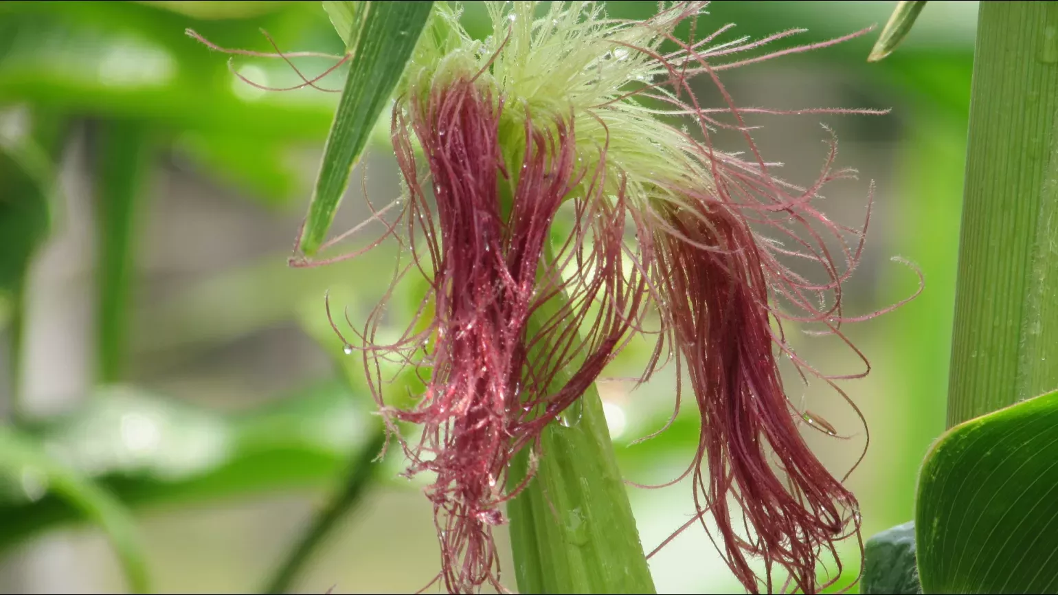 Red silk like strands growing from a green maize plant