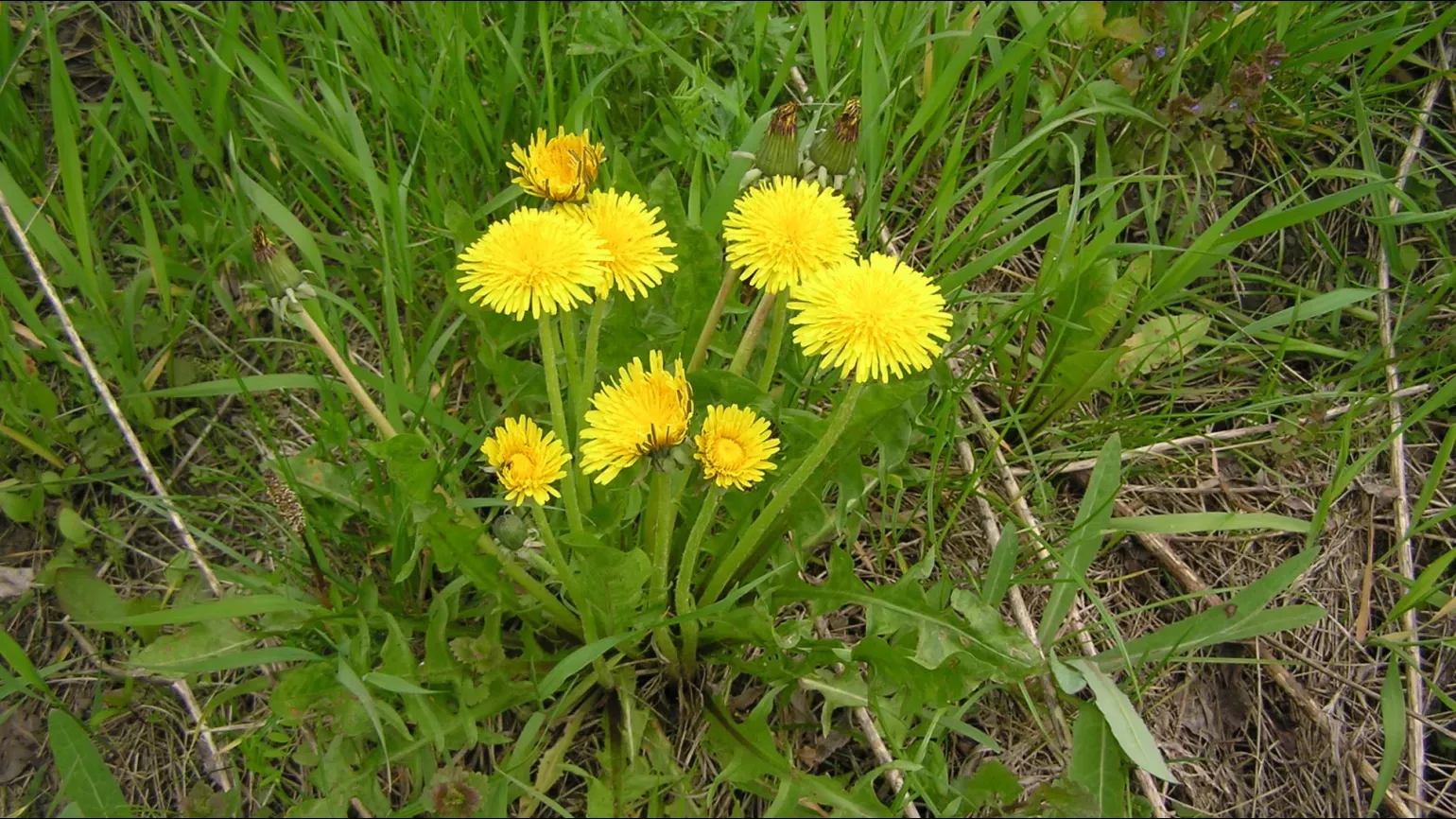 A cluster of yellow dandelion flowers