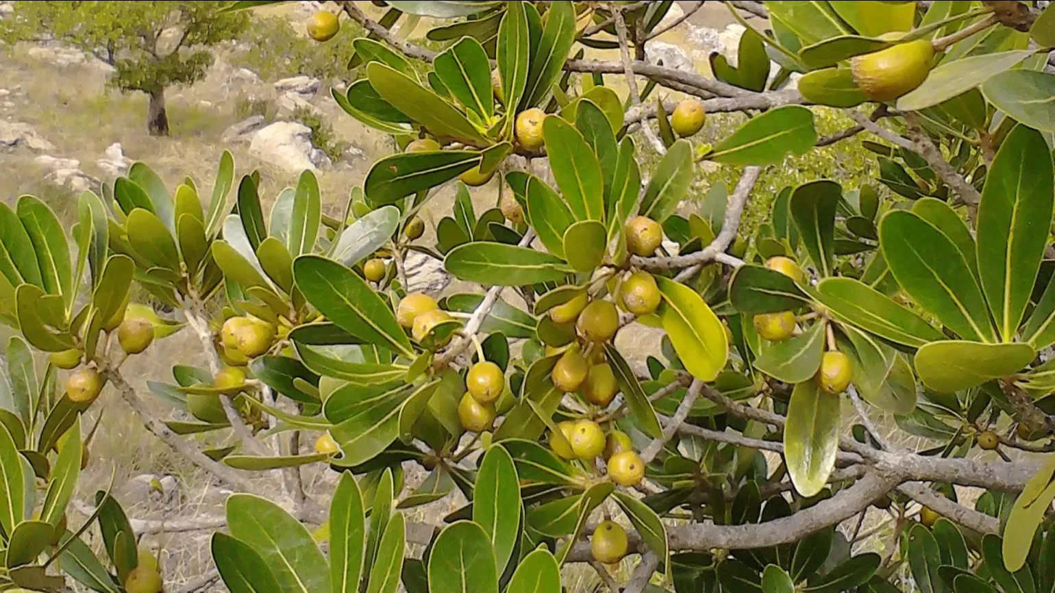 Small green-yellow berries growing amongst dark green teardrop shaped leaves