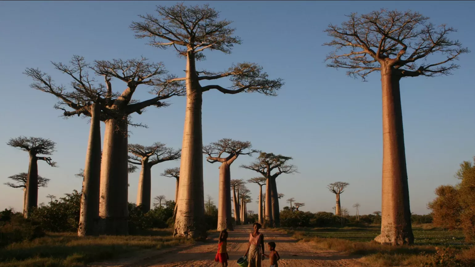 Family in Madagascar walking down a road lined with Baobab trees