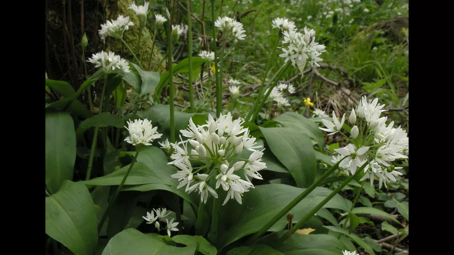 Flowering garlic plants have clusters of individual flowers arranged in sphere patterns