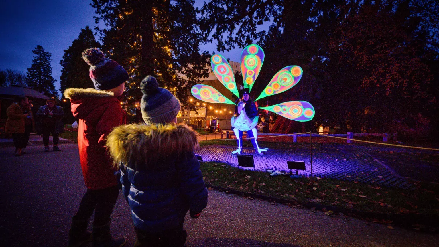 Two children in winter clothing watch a glowing peacock installation on a Christmas lights trail