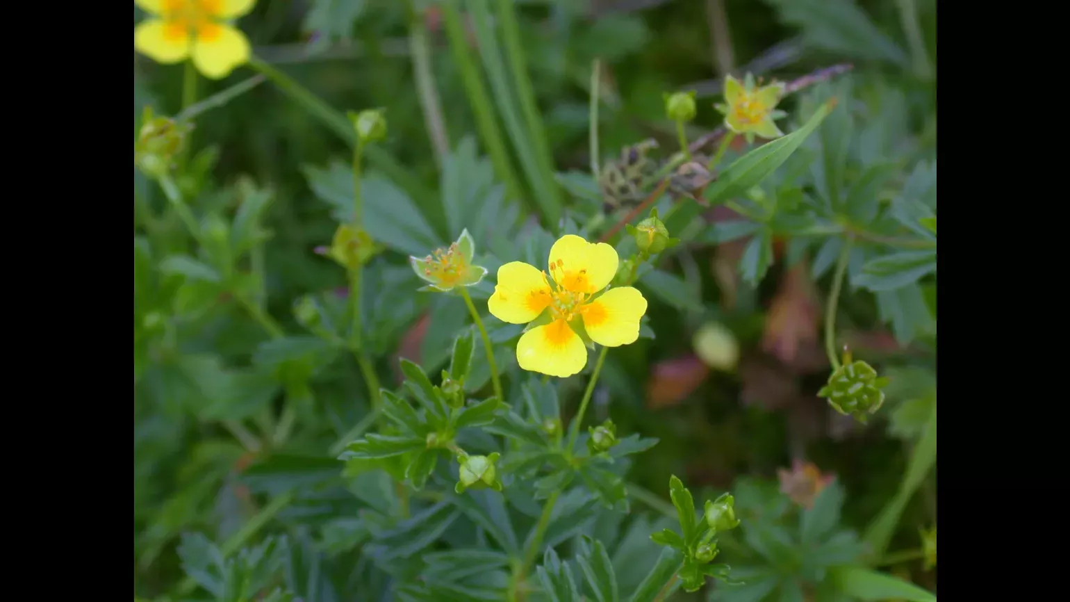 A small yellow flower with four equally spread petals sits atop a small plant