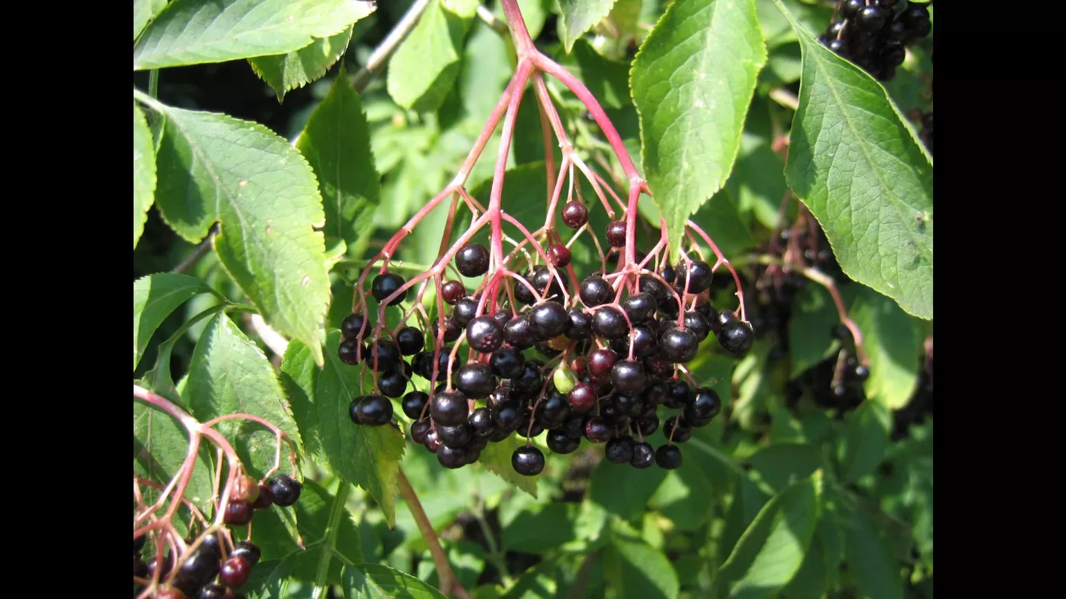 A large amount of ripe elder berries hang in a bunch from a tree