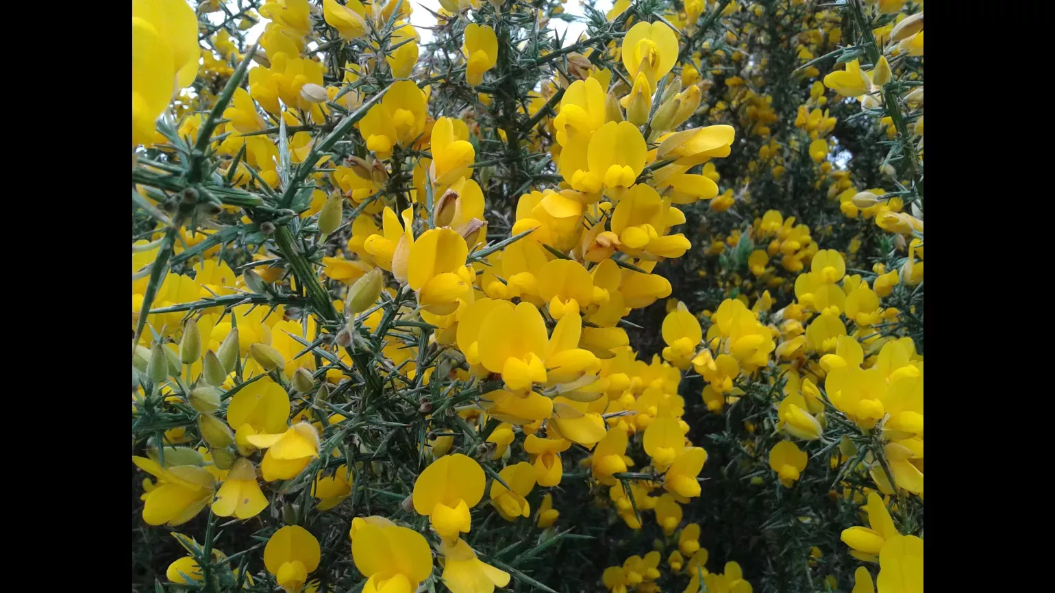 A thorny bush is covered in yellow flowers