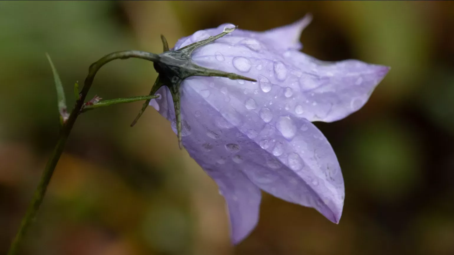 A purple bell shaped flower