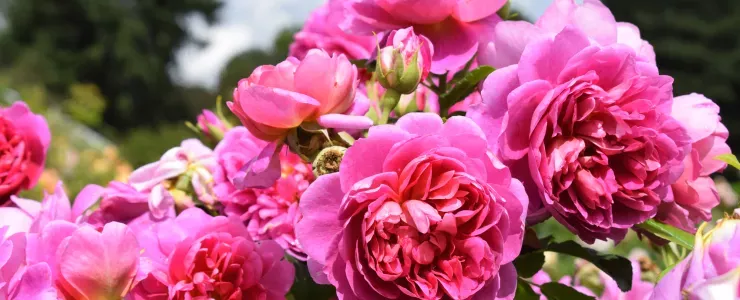 Rosa 'Princess Anne', Rose Garden