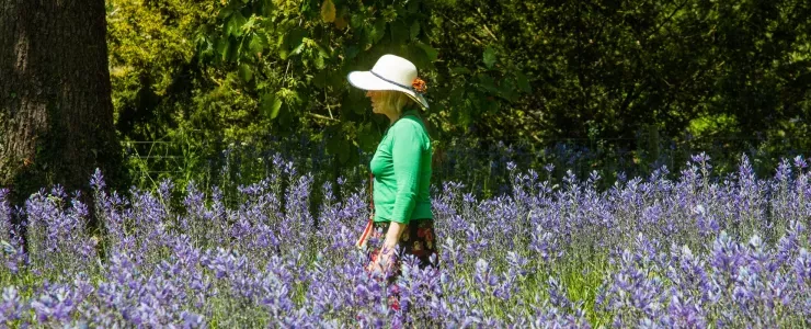 A visitor wanders through the bluebells at Kew Gardens