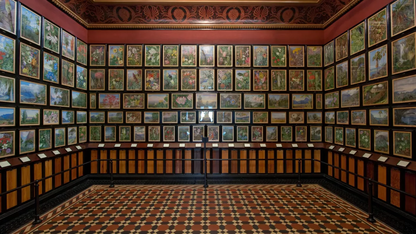 Paintings on display in the Marianne North Gallery at Kew 