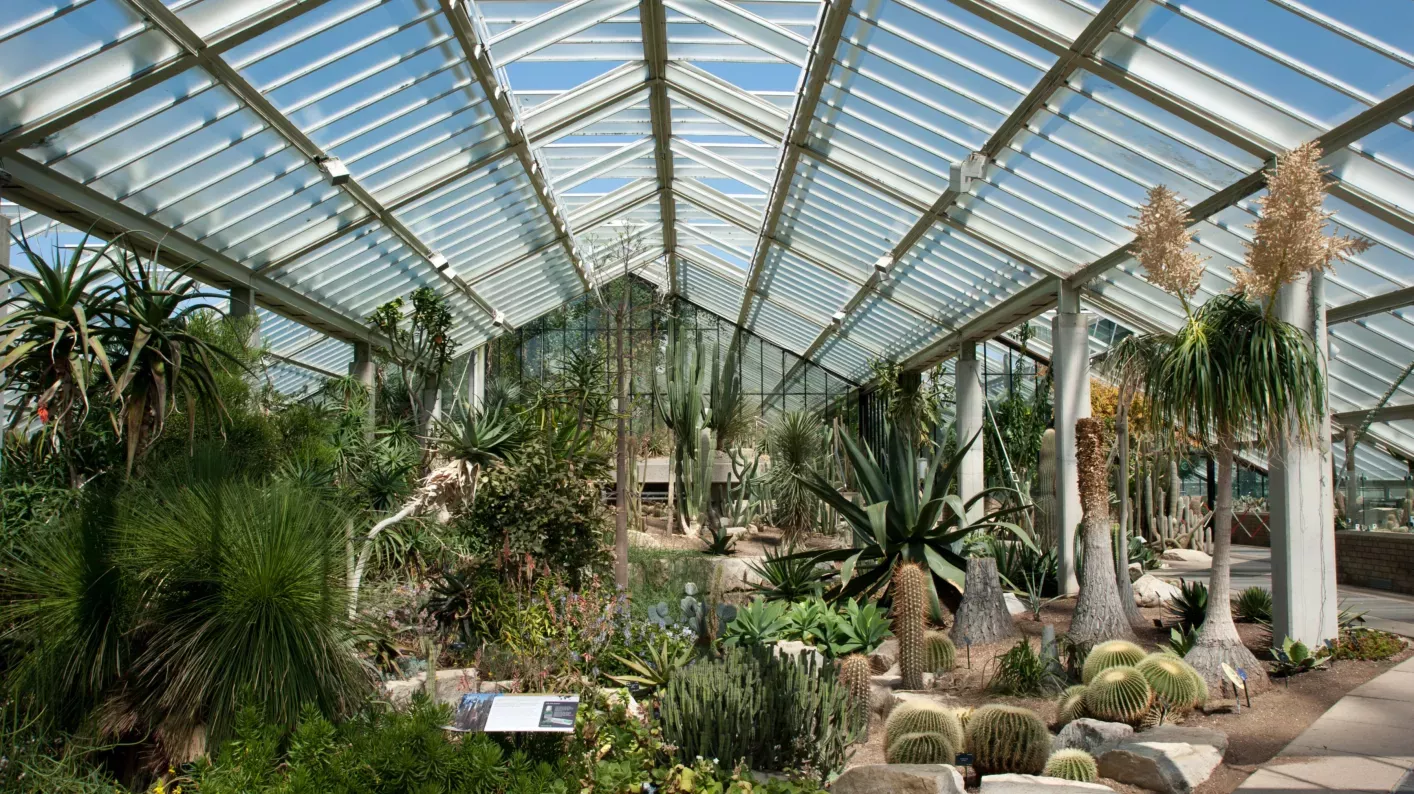 View of species from the dry tropics in the Princess of Wales Conservatory 