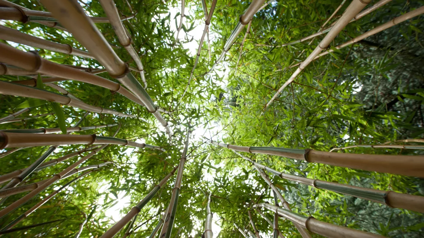 Bamboo garden at Royal Botanic Gardens, Kew 