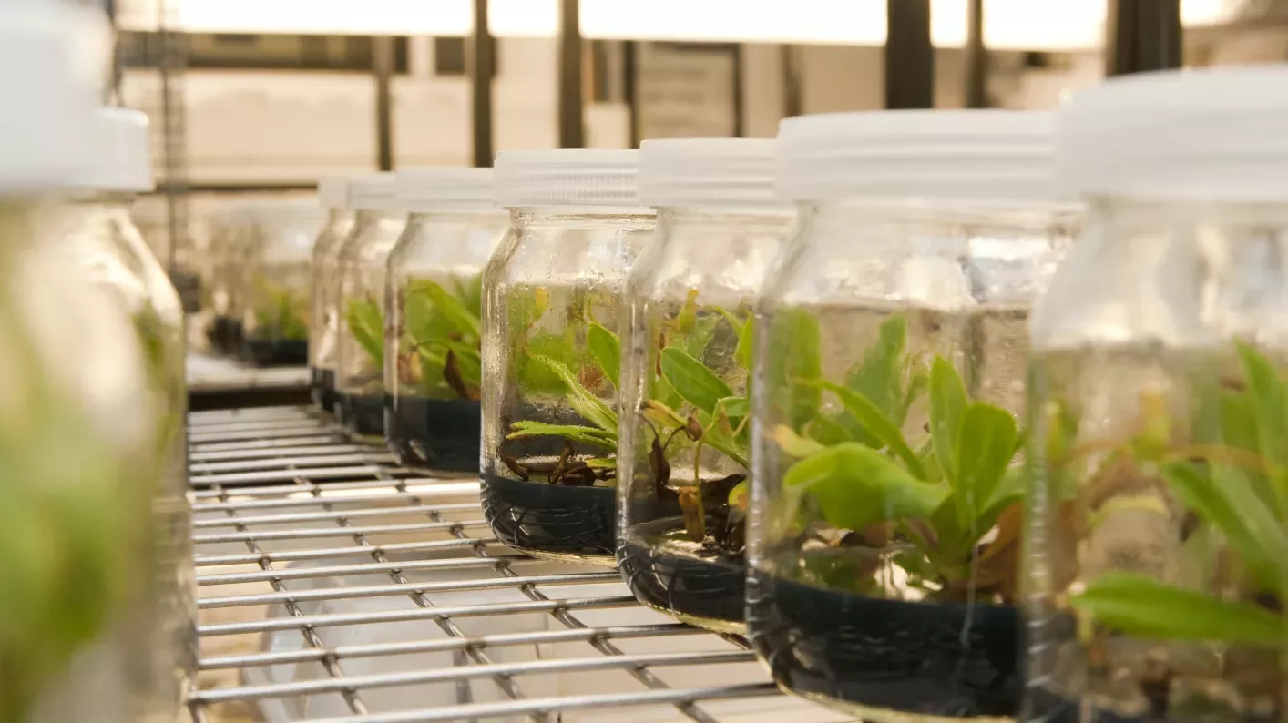 Plants propagated in jars in vitro