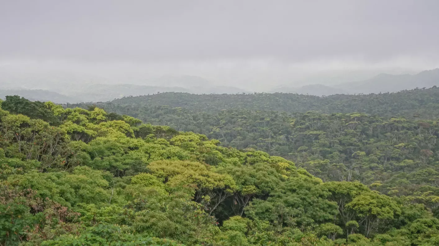 Aerial view of forest.